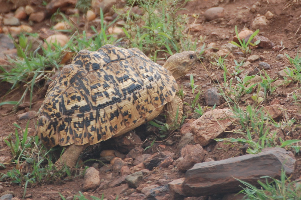 Tanzania - Tartaruga